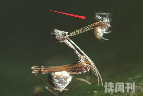 世界上最小的蜘蛛施展蜘蛛仅长0.43毫米小于句号(3)