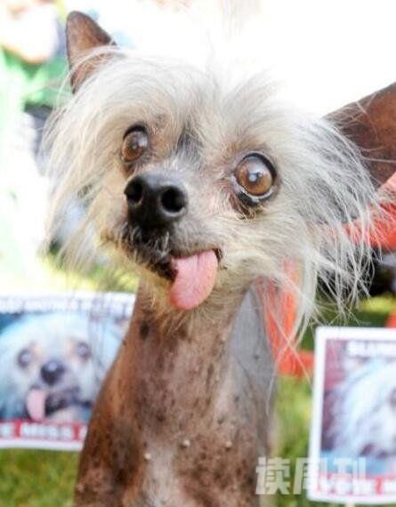 世界上最丑的狗排行榜丑鬼山姆让人看到想吐图片(3)