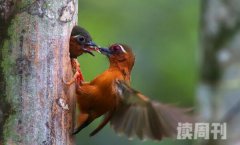白眉棕啄木鸟生活习性（大多时候会在小树和灌木上栖息）