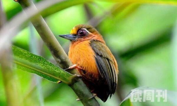 白眉棕啄木鸟生活习性（大多时候会在小树和灌木上栖息）(3)