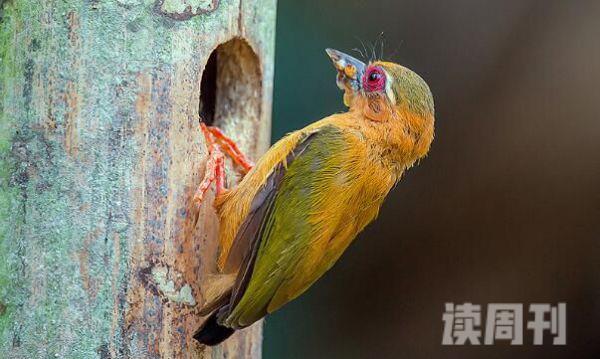 白眉棕啄木鸟生活习性（大多时候会在小树和灌木上栖息）(4)