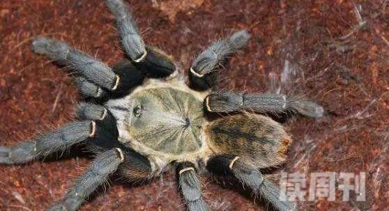 十大最可怕的毒蜘蛛图片（黑寡妇蜘蛛毒性比响尾蛇强上15倍）(3)