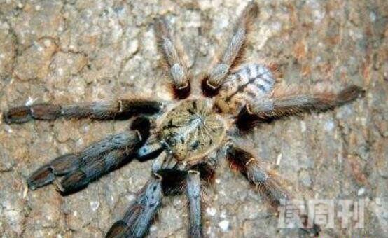 十大最可怕的毒蜘蛛图片（黑寡妇蜘蛛毒性比响尾蛇强上15倍）(9)