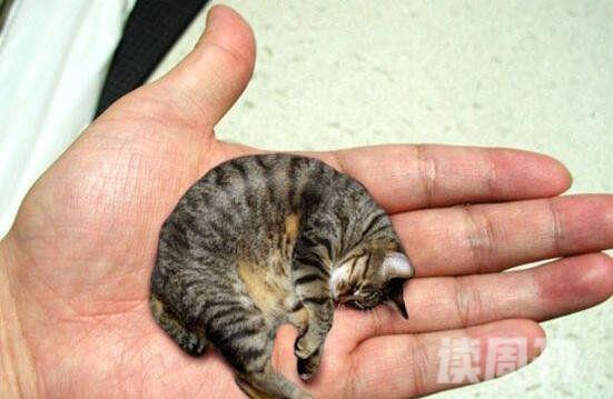 世界上最小的猫皮堡斯只有3个鸡蛋大基因突变长不大
