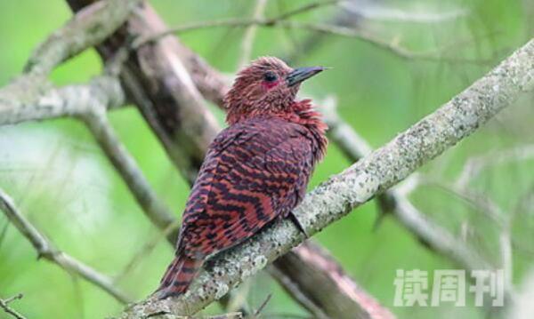 栗啄木鸟生活习性（喜欢在有蚁穴的地方活动）(2)