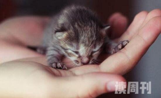 世界上最小的猫皮堡斯只有3个鸡蛋大基因突变长不大(3)