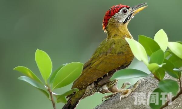 花腹啄木鸟生活习性（蚁类和昆虫是它们的主要食物）(1)