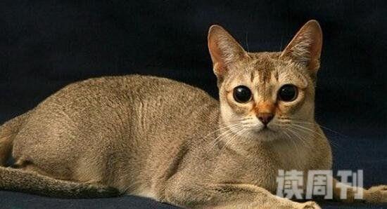 世界上最小的猫种是新加坡猫不是茶杯猫仅四个苹果重