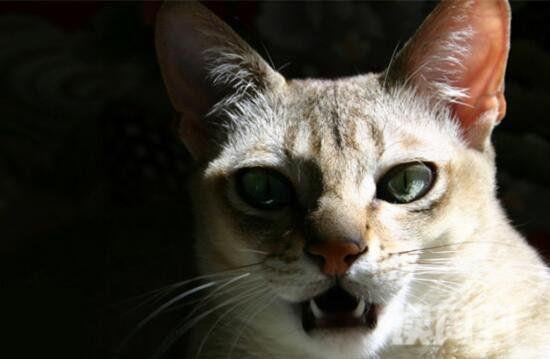 世界上最小的猫种是新加坡猫不是茶杯猫仅四个苹果重(2)