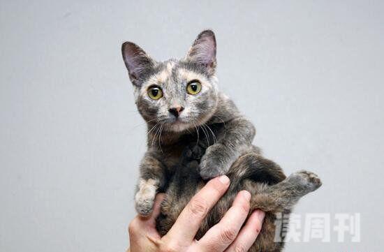 世界上最小的猫种是新加坡猫不是茶杯猫仅四个苹果重(3)