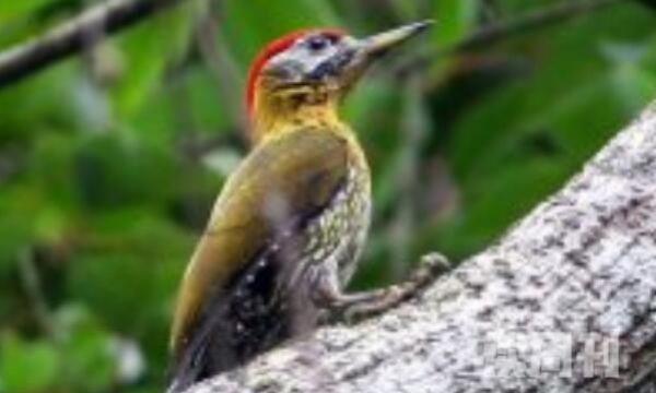 花腹啄木鸟生活习性（蚁类和昆虫是它们的主要食物）(4)