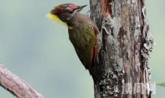 黄冠啄木鸟生活习性（昆虫是它们的主要食物同时也吃植物的果实和种子）