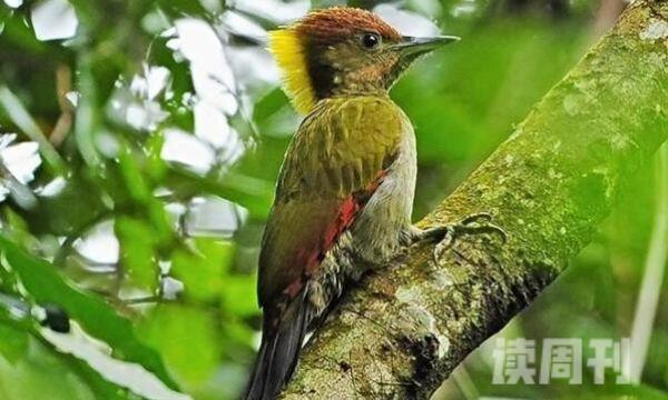 黄冠啄木鸟生活习性（昆虫是它们的主要食物同时也吃植物的果实和种子）(2)