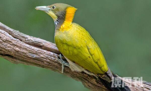 黄冠啄木鸟生活习性（昆虫是它们的主要食物同时也吃植物的果实和种子）(3)