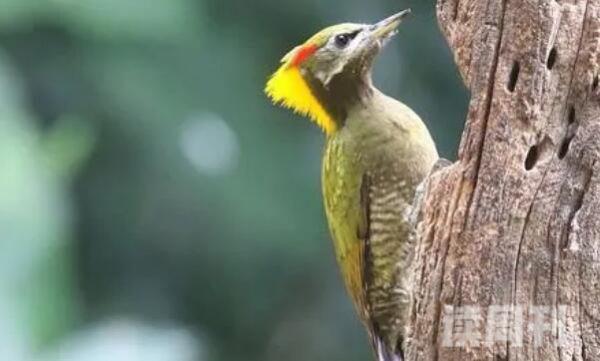 黄冠啄木鸟生活习性（昆虫是它们的主要食物同时也吃植物的果实和种子）(4)