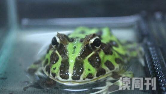 世界最萌宠物蛙南美绿角蛙体型圆滚惹人爱图片