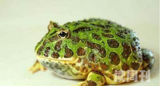 世界最萌宠物蛙南美绿角蛙体型圆滚惹人爱图片(3)