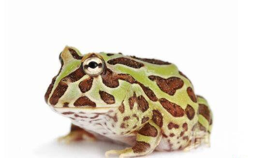 世界最萌宠物蛙南美绿角蛙体型圆滚惹人爱图片(4)