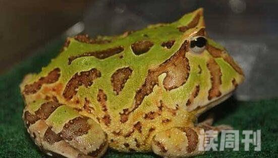 世界最萌宠物蛙南美绿角蛙体型圆滚惹人爱图片(5)