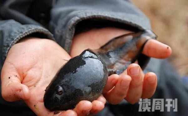 世界上蝌蚪最大的蛙类不合理蛙蝌蚪25厘米成体7厘米