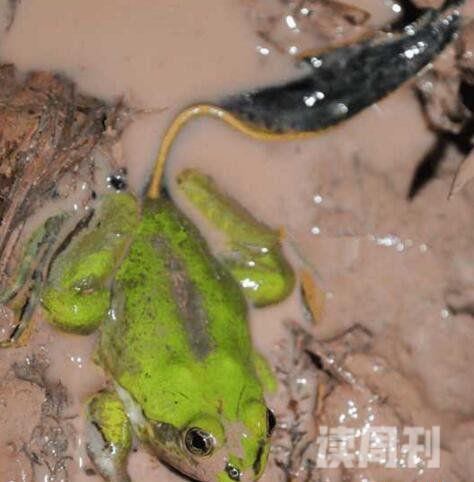 世界上蝌蚪最大的蛙类不合理蛙蝌蚪25厘米成体7厘米(3)