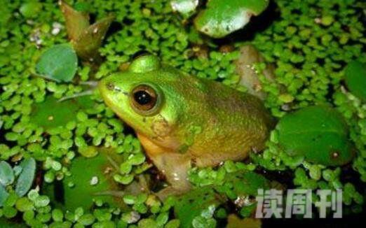 世界上蝌蚪最大的蛙类不合理蛙蝌蚪25厘米成体7厘米(4)