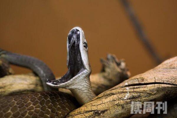 世界上移速最快的毒蛇黑曼巴蛇一秒6米一口毒可杀20人