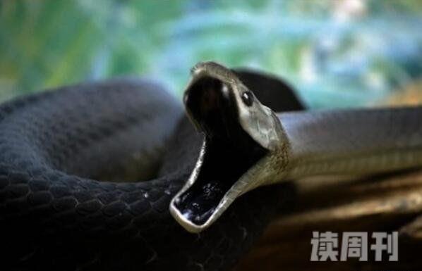 世界上移速最快的毒蛇黑曼巴蛇一秒6米一口毒可杀20人(3)