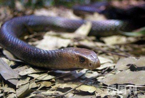 澳洲大陆上最大的毒蛇棕伊澳蛇最爱攻击睡觉的人(1)