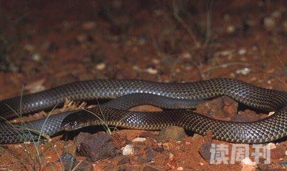 澳洲大陆上最大的毒蛇棕伊澳蛇最爱攻击睡觉的人(2)