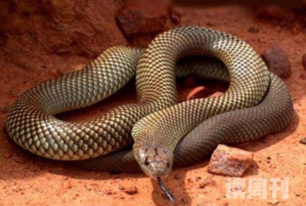 澳洲大陆上最大的毒蛇棕伊澳蛇最爱攻击睡觉的人(3)