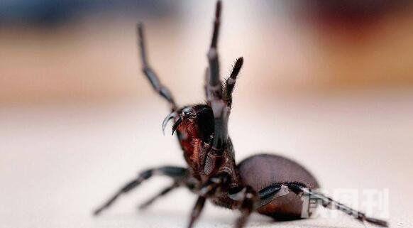 世界上最毒的蜘蛛澳洲漏斗形蜘蛛被咬15分钟毙命