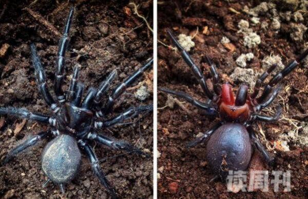 世界上最毒的蜘蛛澳洲漏斗形蜘蛛被咬15分钟毙命(2)