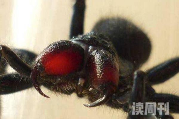 世界上最毒的蜘蛛澳洲漏斗形蜘蛛被咬15分钟毙命(3)