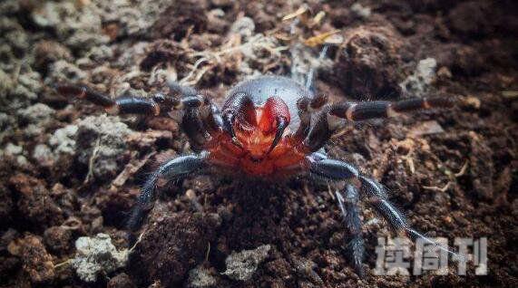 世界上最毒的蜘蛛澳洲漏斗形蜘蛛被咬15分钟毙命(4)