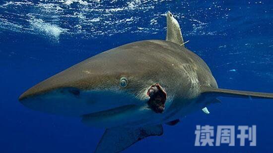 世界上速度最快的鲨鱼灰鲭鲨嗜血吃人比船还快(3)