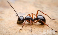 蚂蚁为什么要搬运死去的蚂蚁（蚂蚁不会吃同伴的尸体吗）