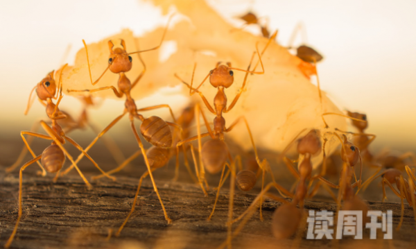 蚂蚁为什么要搬运死去的蚂蚁（蚂蚁不会吃同伴的尸体吗）(2)