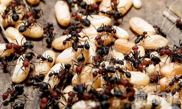 蚂蚁为什么要搬运死去的蚂蚁（蚂蚁不会吃同伴的尸体吗）(3)