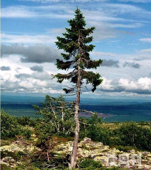 世界上最古老的树挪威云杉OldTjikko活了9500多年(2)