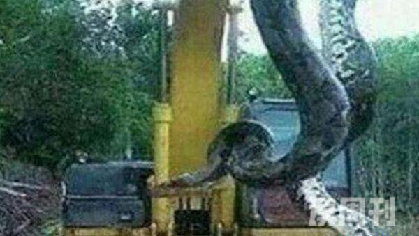 桂平挖蛇事件惊现140岁300公斤大蛇吓死司机（假新闻）(4)