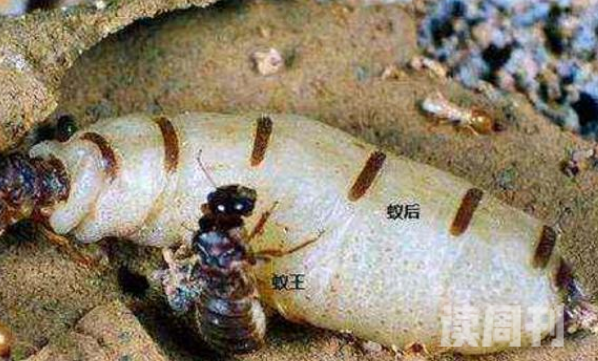 蚁后是怎么诞生的（蚁后就会产下一些蚁卵）(1)