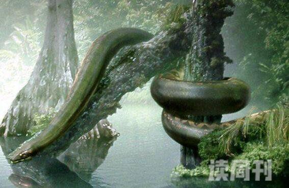 史前巨兽塞雷洪泰坦蟒人类已知最大的蛇长15米(4)