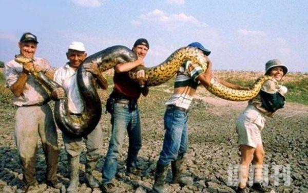 世界上最大的蛇类亚马逊森蚺体长10米捕食鳄鱼