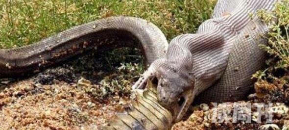 世界上最大的蛇类亚马逊森蚺体长10米捕食鳄鱼(2)