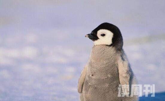 揭秘为什么北极没有企鹅人类大量捕杀/炎热气候阻碍前行
