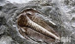 真实的三叶虫化石图片（不管是浅海还是深海都有它们的身影）