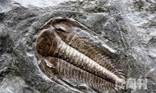 真实的三叶虫化石图片（不管是浅海还是深海都有它们的身影）(1)
