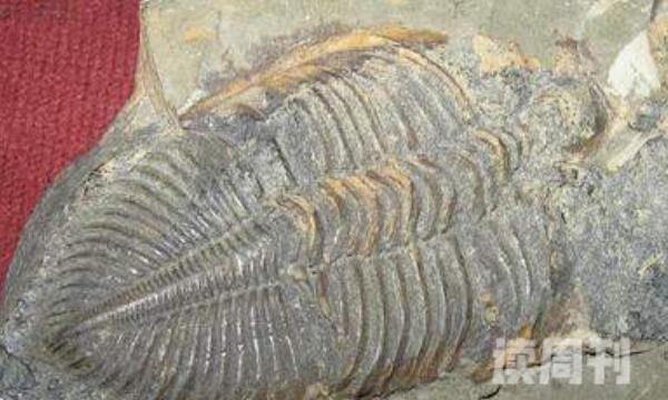 真实的三叶虫化石图片（不管是浅海还是深海都有它们的身影）(2)