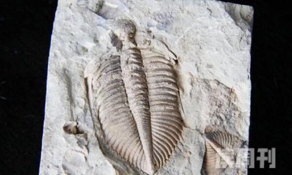 真实的三叶虫化石图片（不管是浅海还是深海都有它们的身影）(3)
